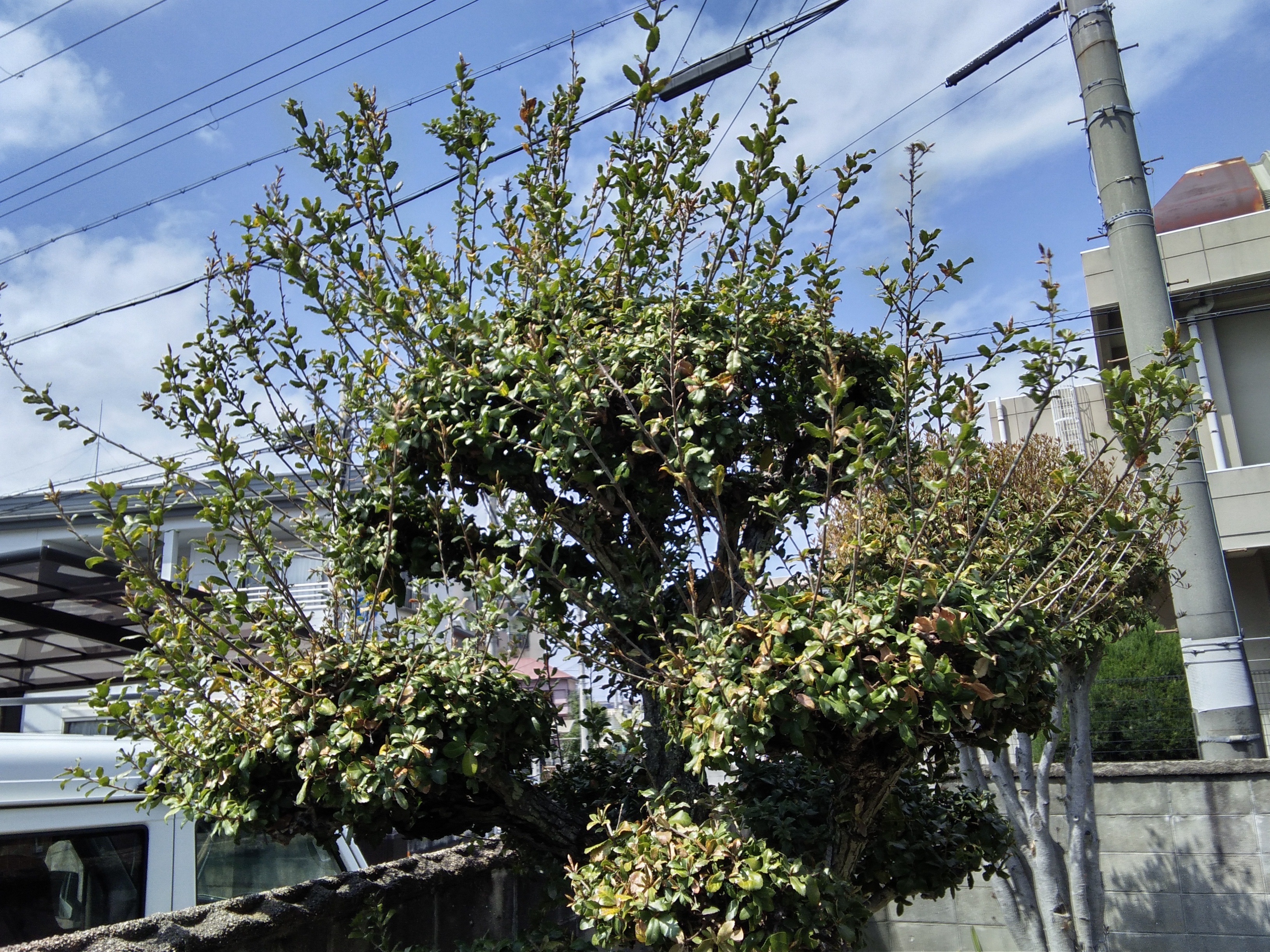 兵庫県加古川市の何でもわがまま定額サービスの作業前1